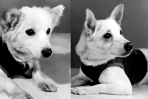 Белка, Стрелка и другие… Мушка и Пчёлка Белка, Стрелка и другие… Мушка и Пчёлка