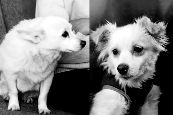 Белка, Стрелка и другие… Шутка и Комета