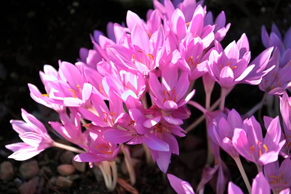 А снится нам трава у дома. Безвременник осенний