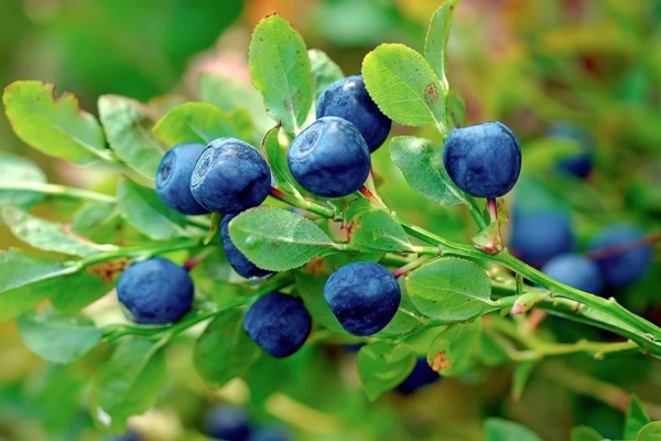 А снится нам трава у дома. Черника миртолистная