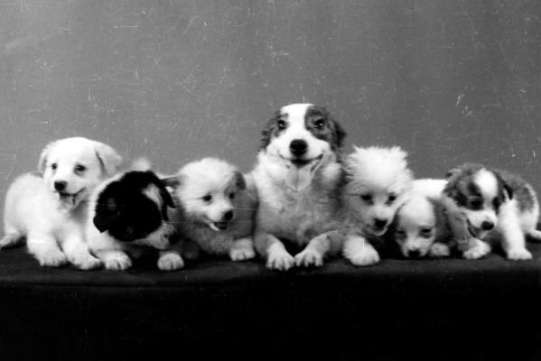 Белка, Стрелка и другие… Дочки и сыночки!