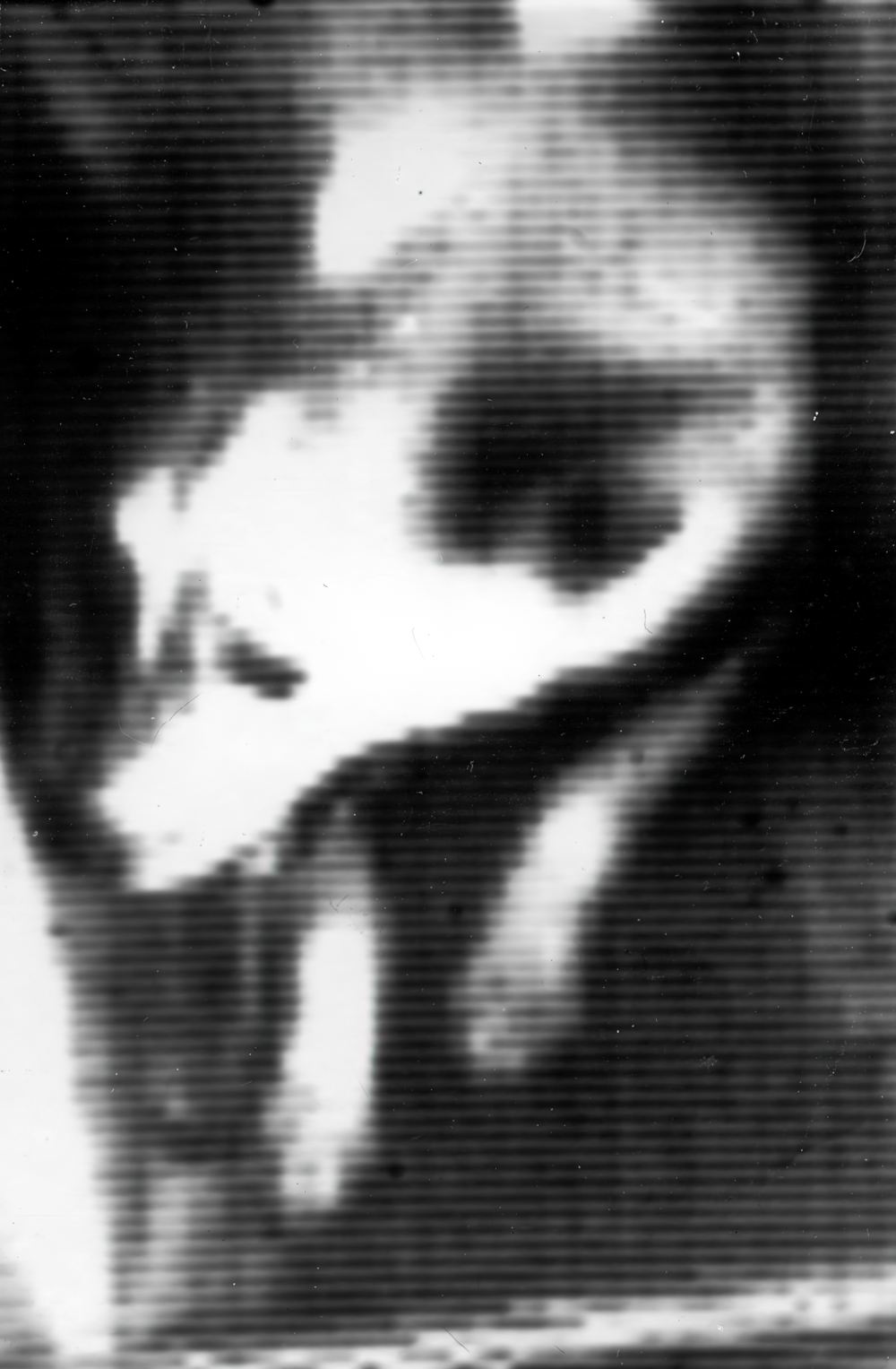 Собака Белка во время космического полёта Собака Белка во время космического полёта