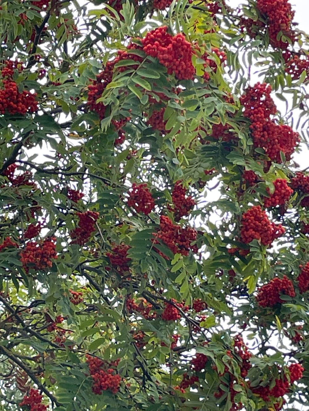 Гагаринский сад 12 Гагаринский сад. Экскурсия