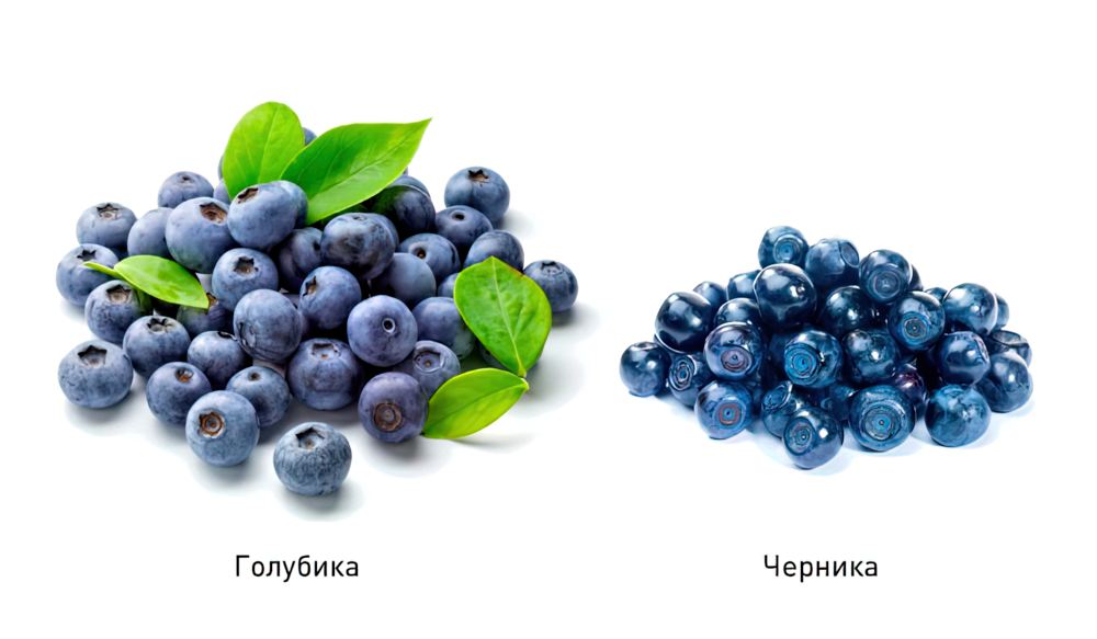 Черника миртолистная Черника миртолистная