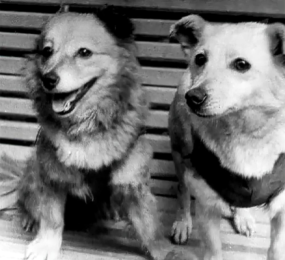 Лисичка и Чайка. В результате аварии, произошедшей на 38-й секунде полёта, собаки погибли. Лисичка и Чайка. В результате аварии, произошедшей на 38-й секунде полёта, собаки погибли