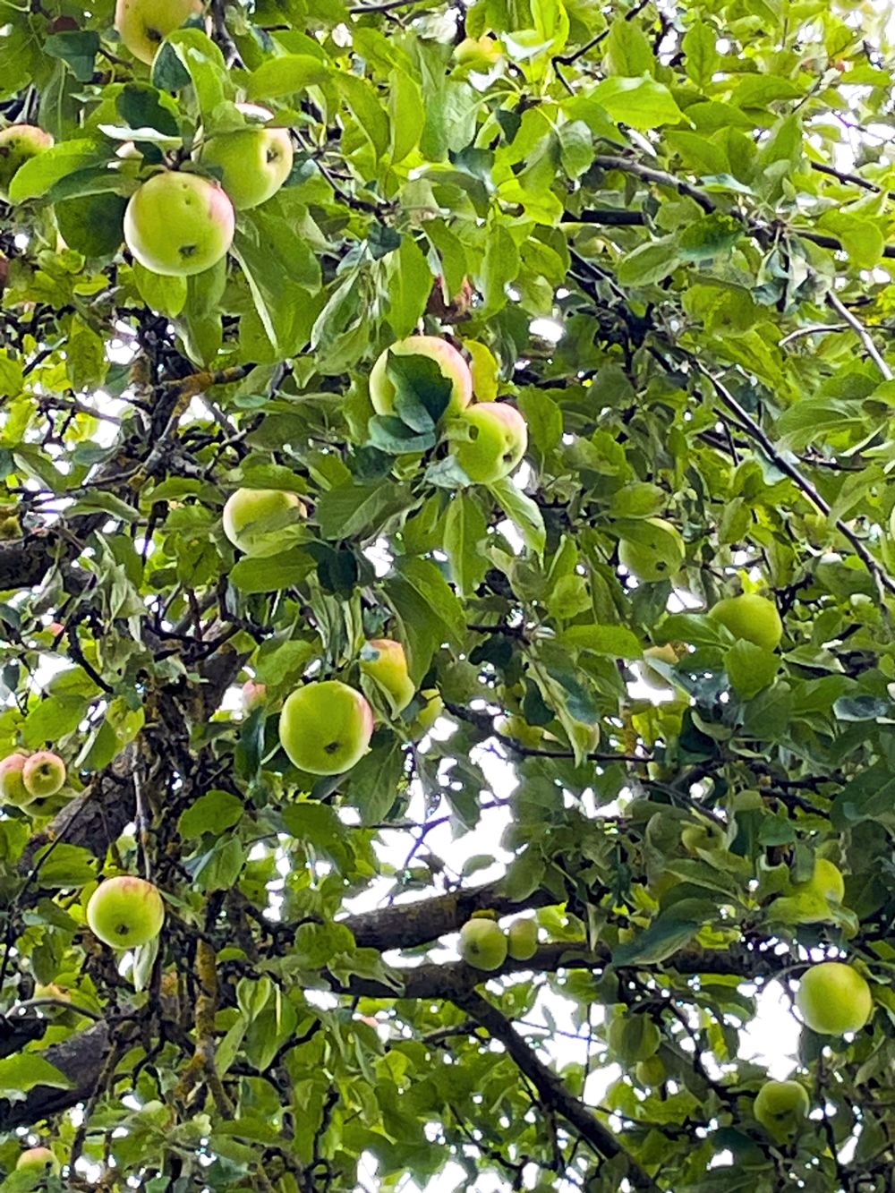 Гагаринский сад 2 Гагаринский сад. Экскурсия