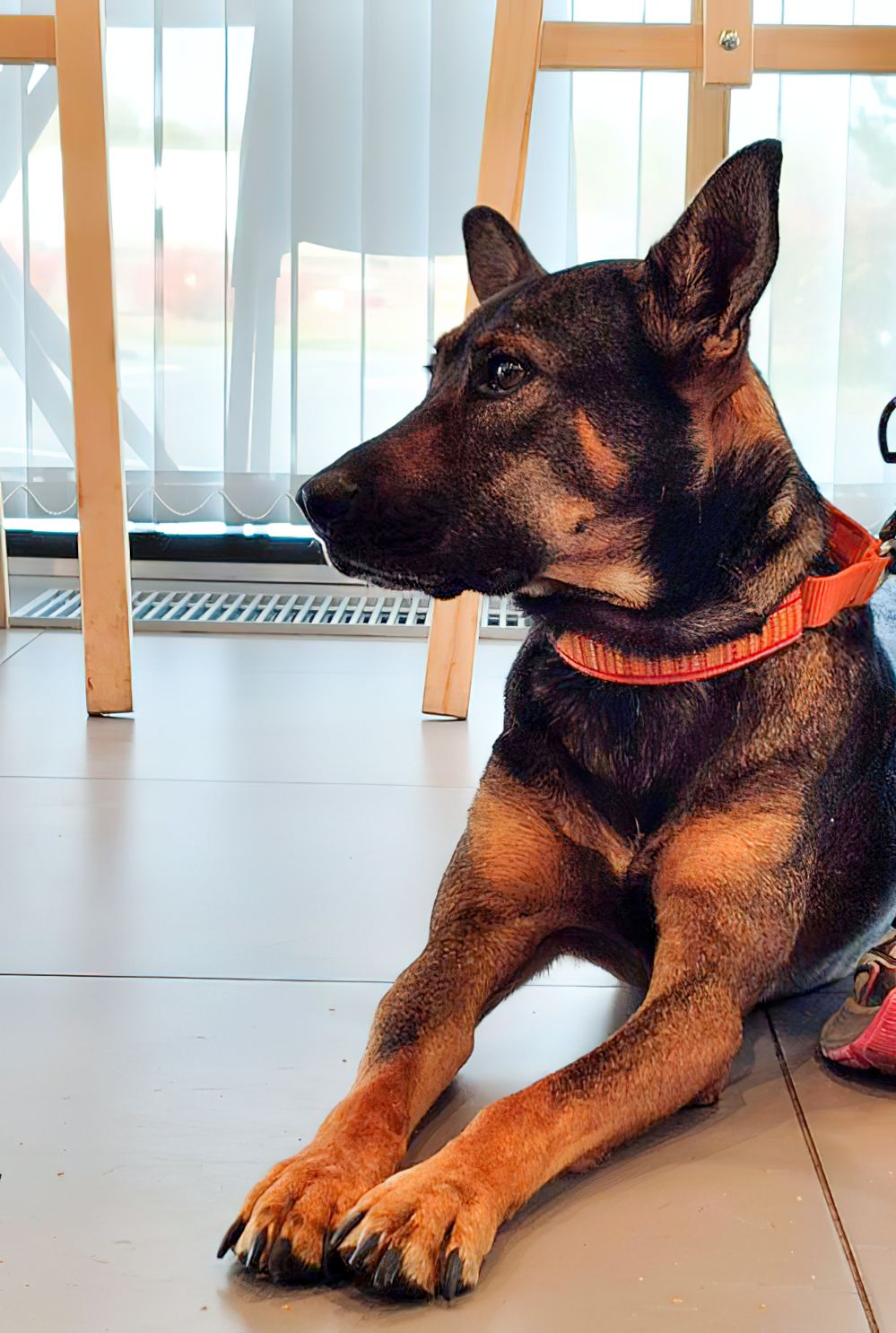 Собака Айза Собака Айза