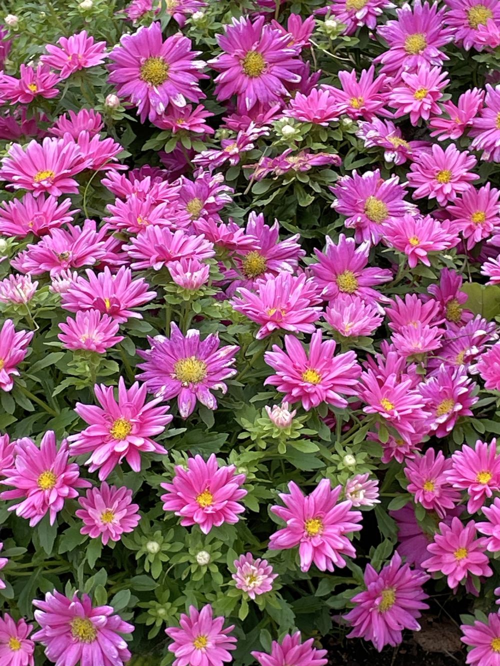 Гагаринский сад 4 Гагаринский сад. Экскурсия