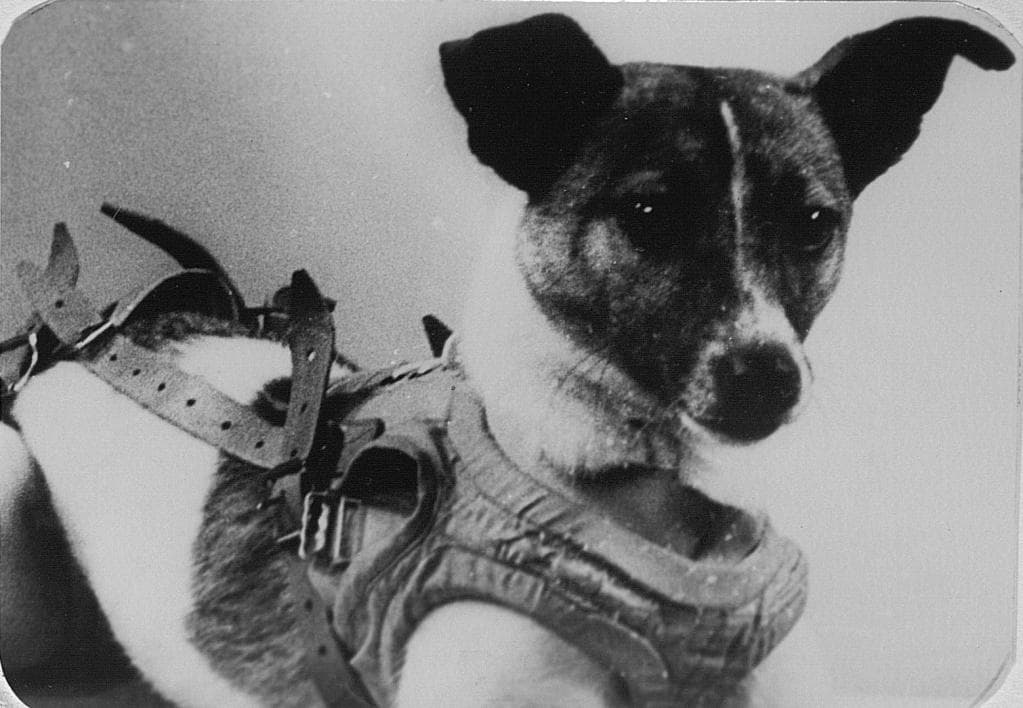 Первая собака в спутнике. Первая собака космонавт лайка. Лайка 1957. 1957 Лайка в космосе. Собака лайка в космосе.