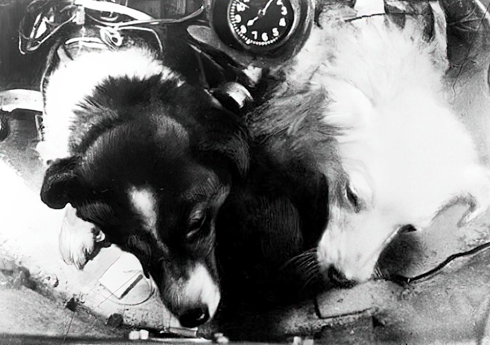 Собаки Пёстрая и Белянка внутри герметической кабины во время полёта на высоту 450 км. 1958 год. Собаки Пёстрая и Белянка внутри герметической кабины во время полёта на высоту 450 км. 1958 год.