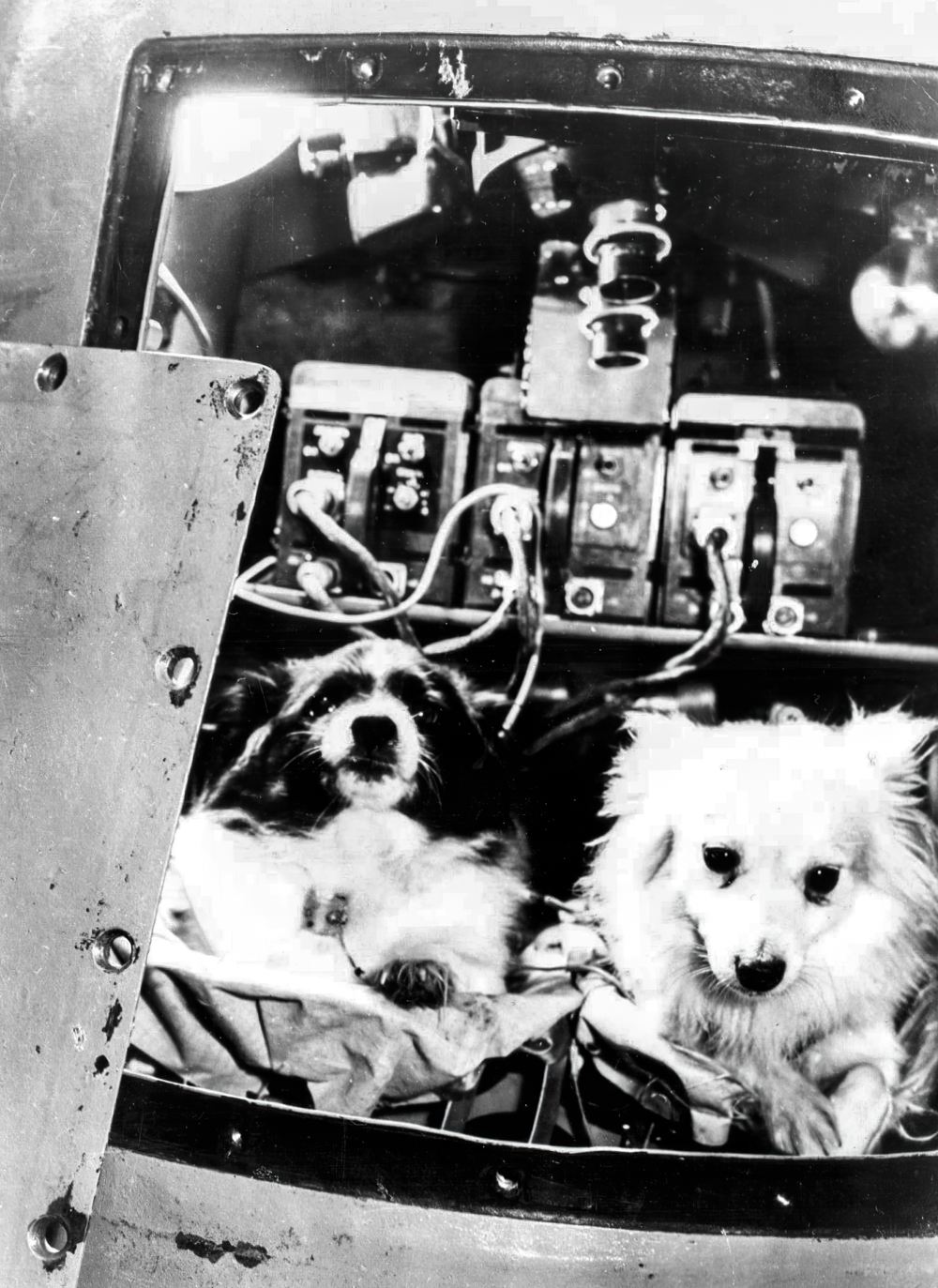 Дамка и Козявка готовятся к очередному космическому путешествию. Дамка и Козявка готовятся к очередному космическому путешествию.