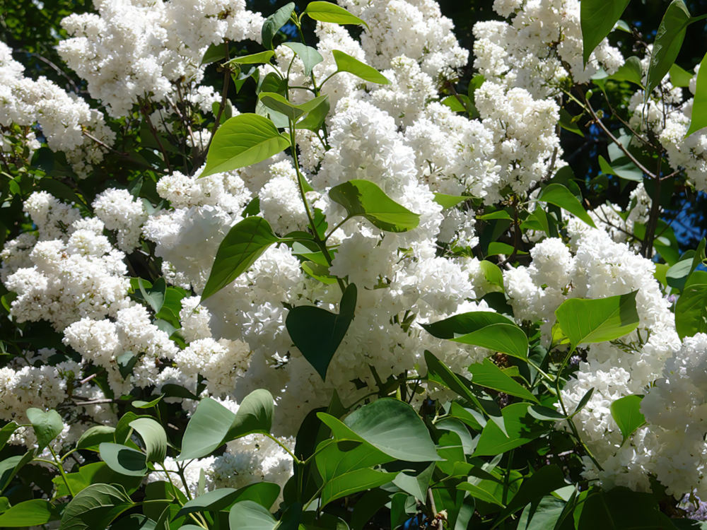 Гагаринский сад 5 Гагаринский сад. Экскурсия