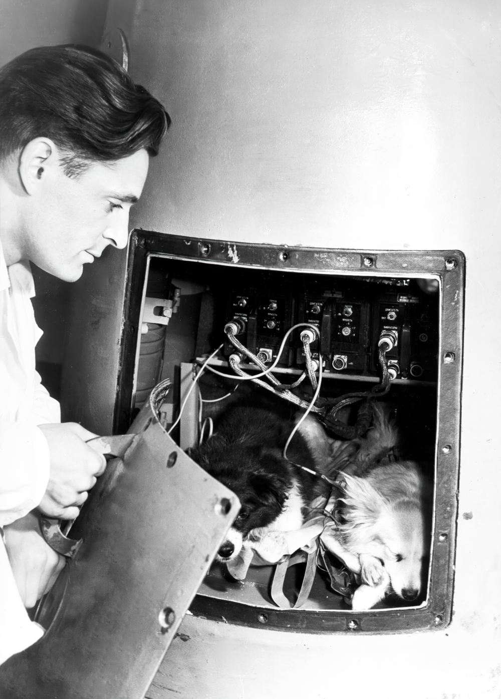 Собаки Дамка и Козявка в капсуле корабля во время подготовки к полёту. Собаки Дамка и Козявка в капсуле корабля во время подготовки к полёту.