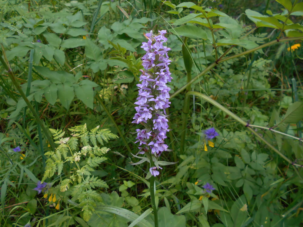 Пальчатокоренник Фукса DSCN1213-gigapixel-standard-width-2000px-gigapixel-standard-width-1000px.jpeg