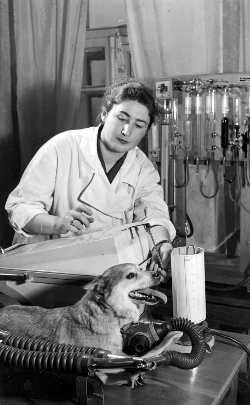 А.Р. Котовская во время подготовки к полёту четвероногого «космонавта».