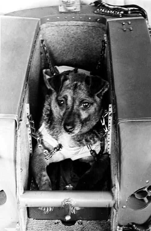 Фиксация животного в кабине ограниченного объёма.