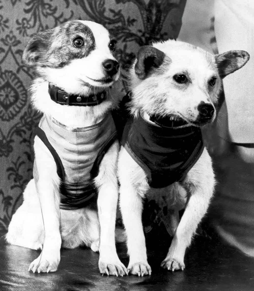 Собаки Белка и Стрелка после успешного полёта в космос Собаки Белка и Стрелка после успешного полёта в космос