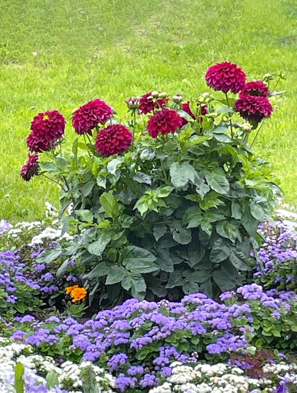 Гагаринский сад 7 Гагаринский сад. Экскурсия