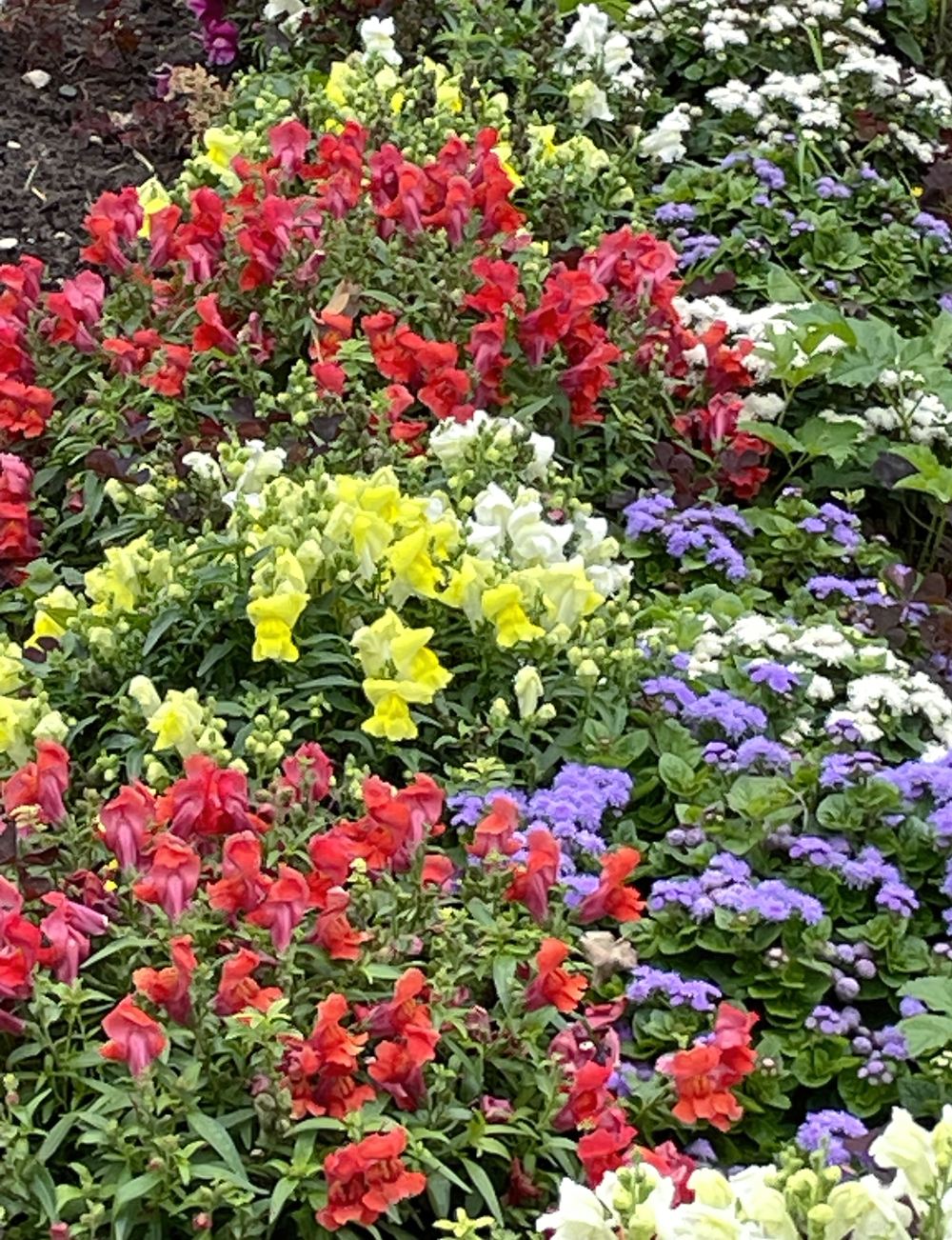 Гагаринский сад 14 Гагаринский сад. Экскурсия