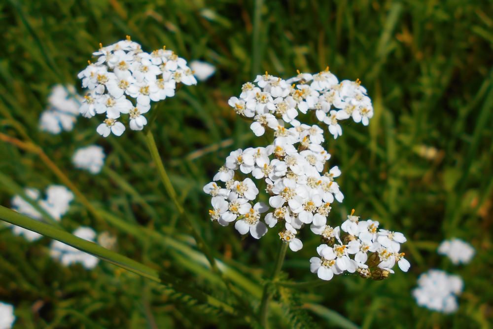 Тысячелистник обыкновенный Тысячелистник обыкновенный