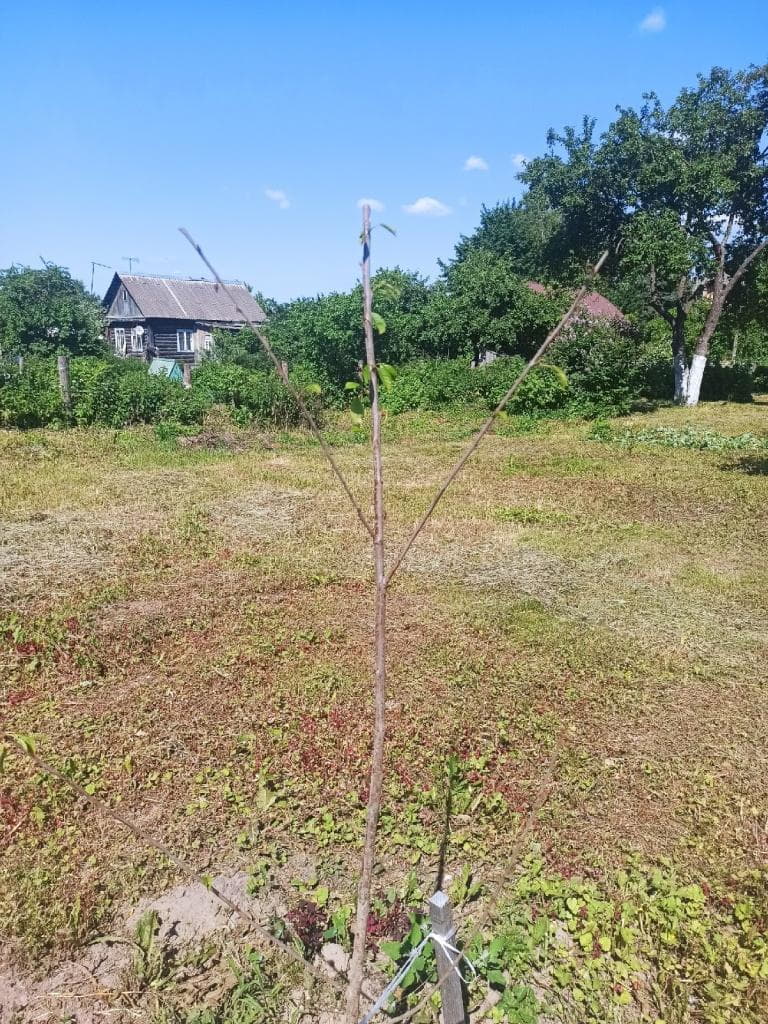 Широта души Широта души