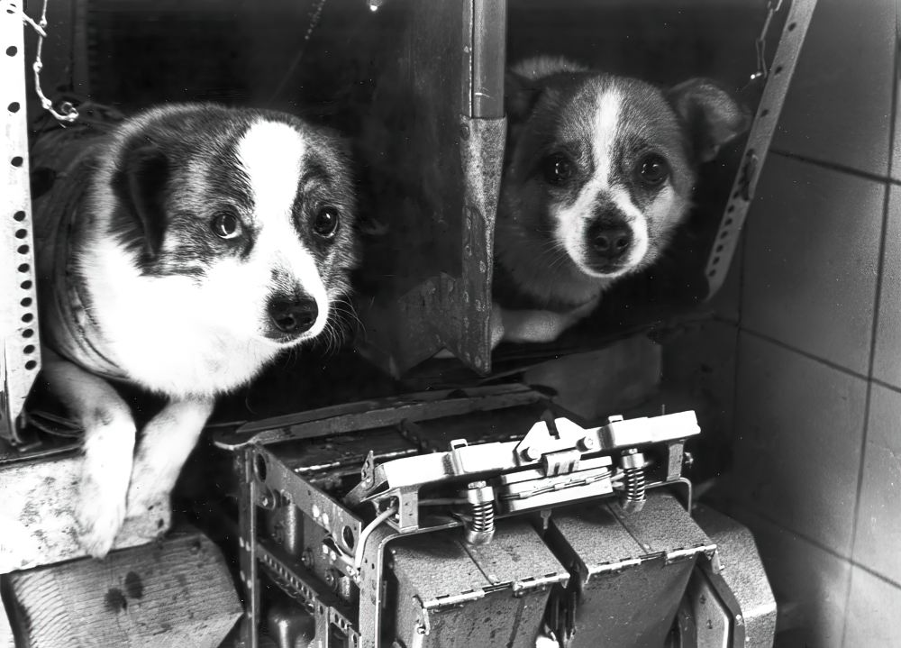 Собаки в контейнере с автоматом кормления. Институт авиационной и космической медицины. г. Москва. 1959 год. Собаки в контейнере с автоматом кормления. Институт авиационной и космической медицины. г. Москва. 1959 год.