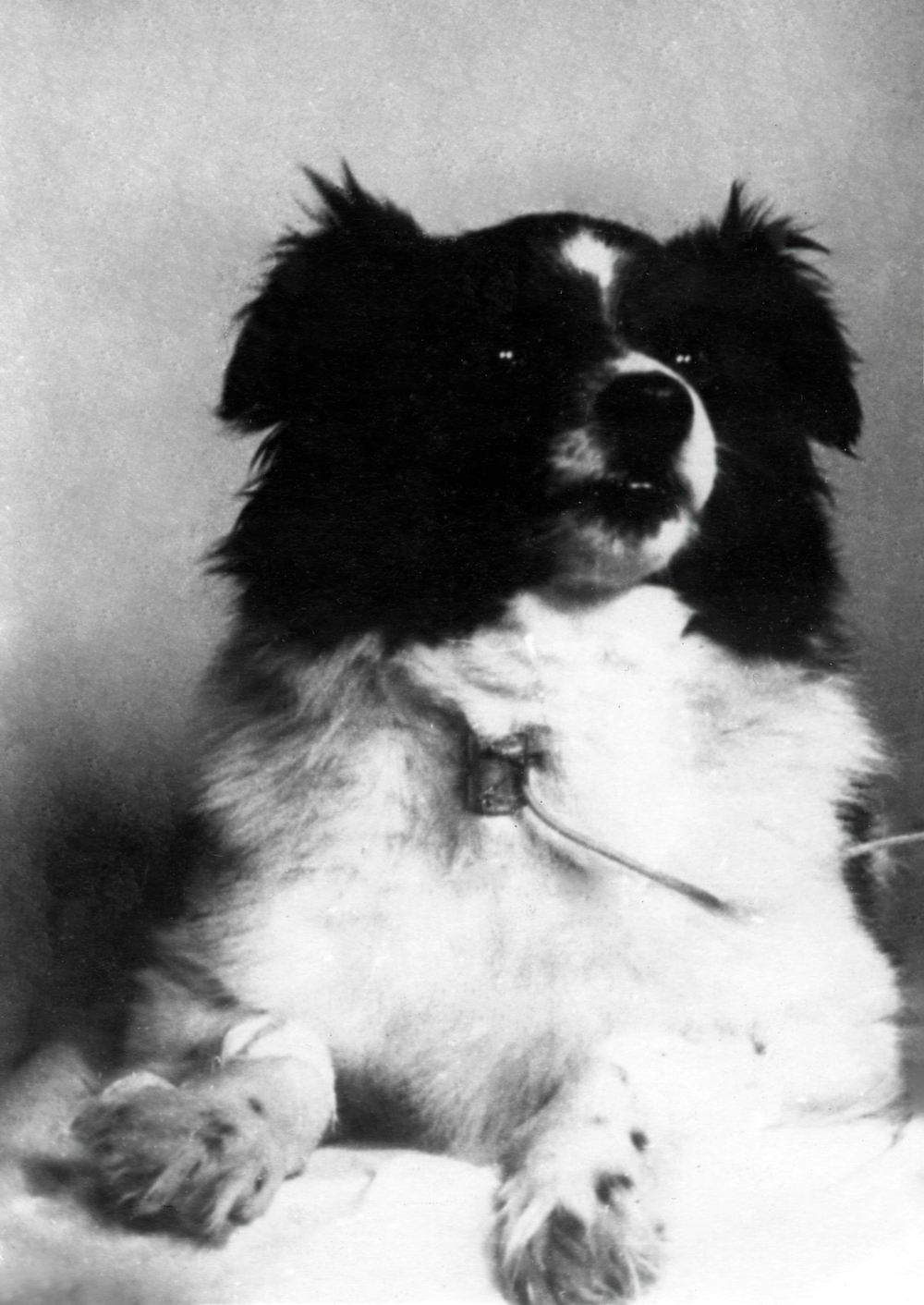 Собака Дамка первой на ракете преодолела высоту в 212 км. Собака Дамка первой на ракете преодолела высоту в 212 км.