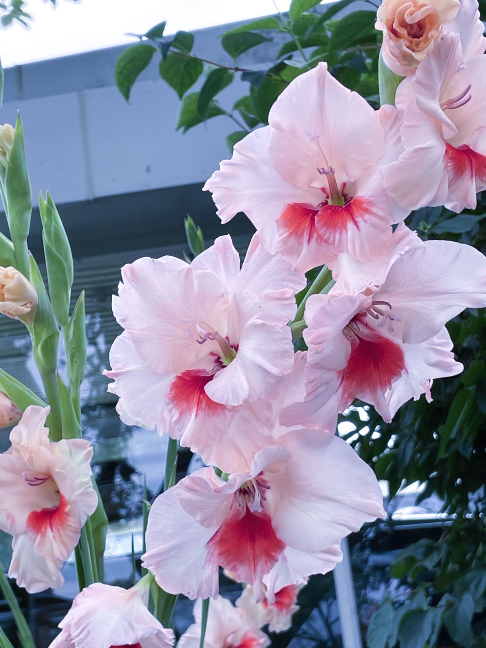 Гагаринский сад 9 Гагаринский сад. Экскурсия