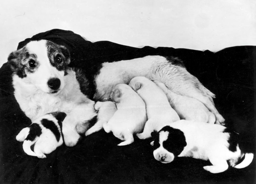 Собака Стрелка со своими прекрасными малышами. 5. Собака Стрелка со своими прекрасными малышами.