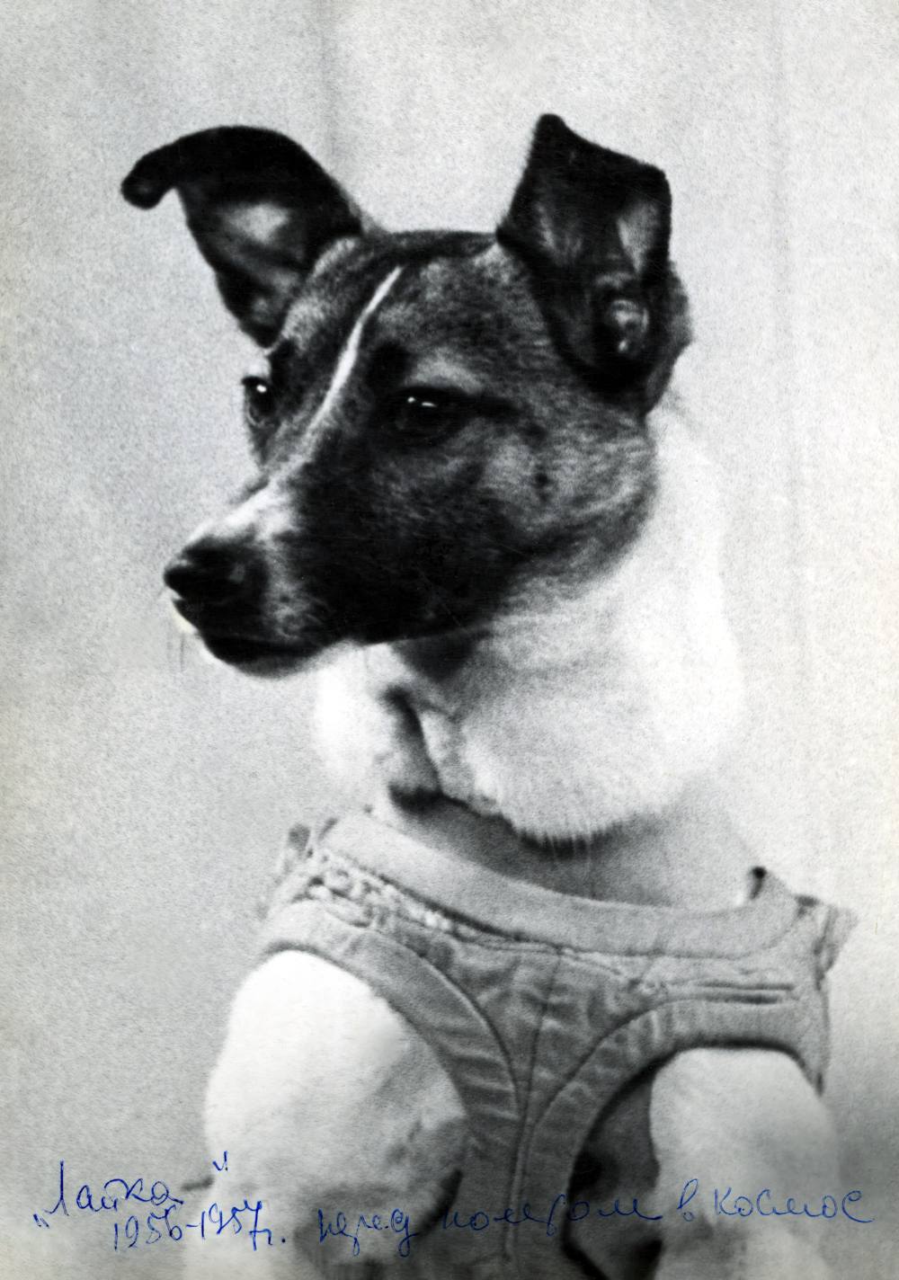 Собака Лайка перед полётом.