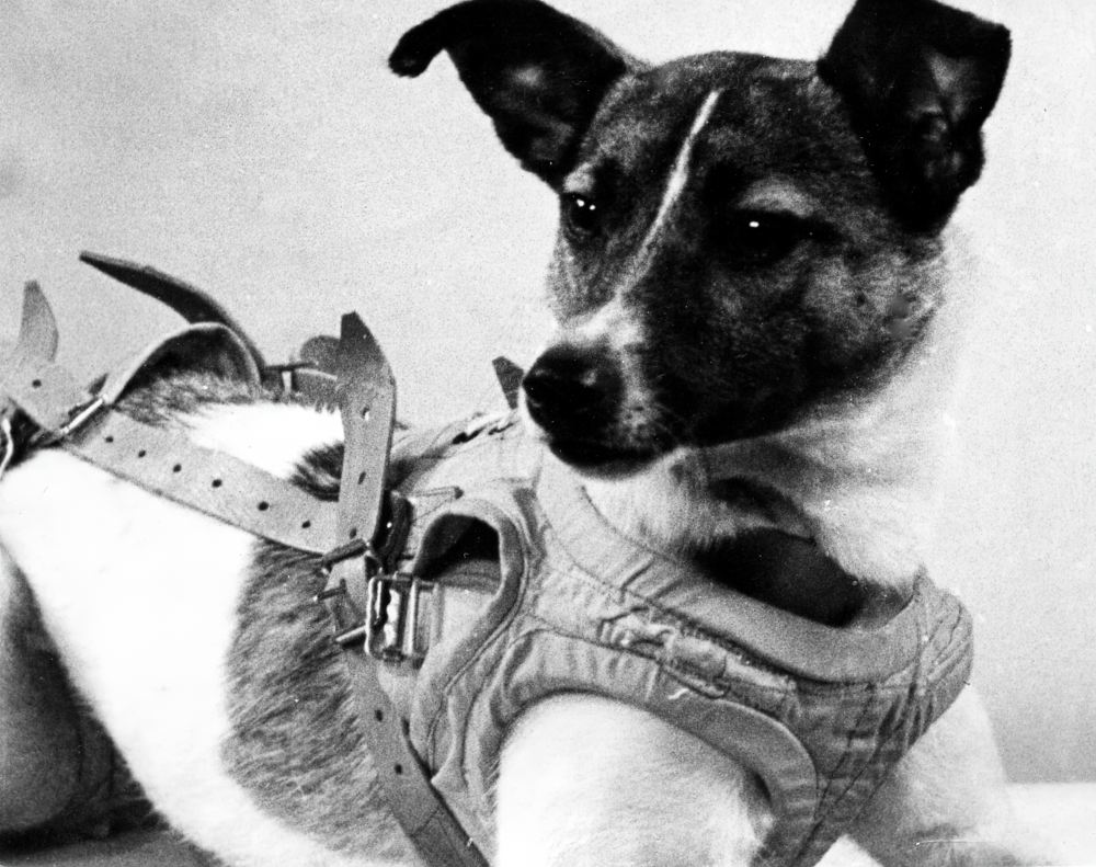 Четвероногий «космонавт» Лайка перед полётом. 1957 год. Четвероногий «космонавт» Лайка перед полётом. 1957 год.