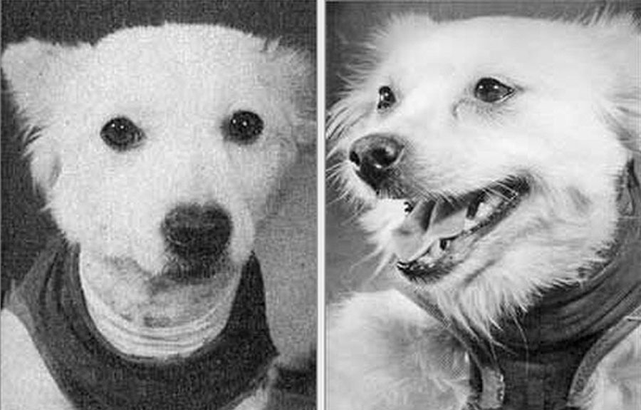 Слева Жулька и Жемчужина справа Слева Жулька и Жемчужина справа