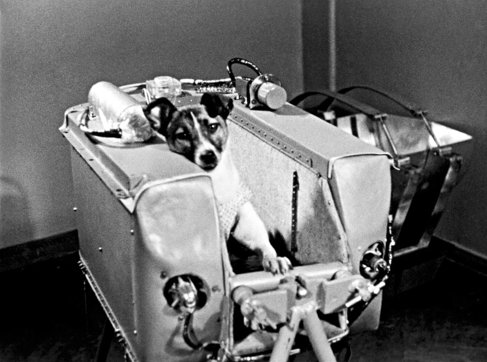 Размещение животного во втором искусственном спутнике Земли.