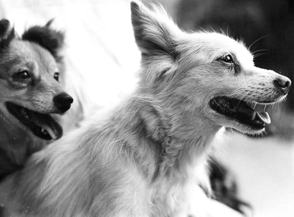 Собака Отважная, получившая новое имя после четвёртого полёта. Собака Отважная, получившая новое имя после четвёртого полёта.