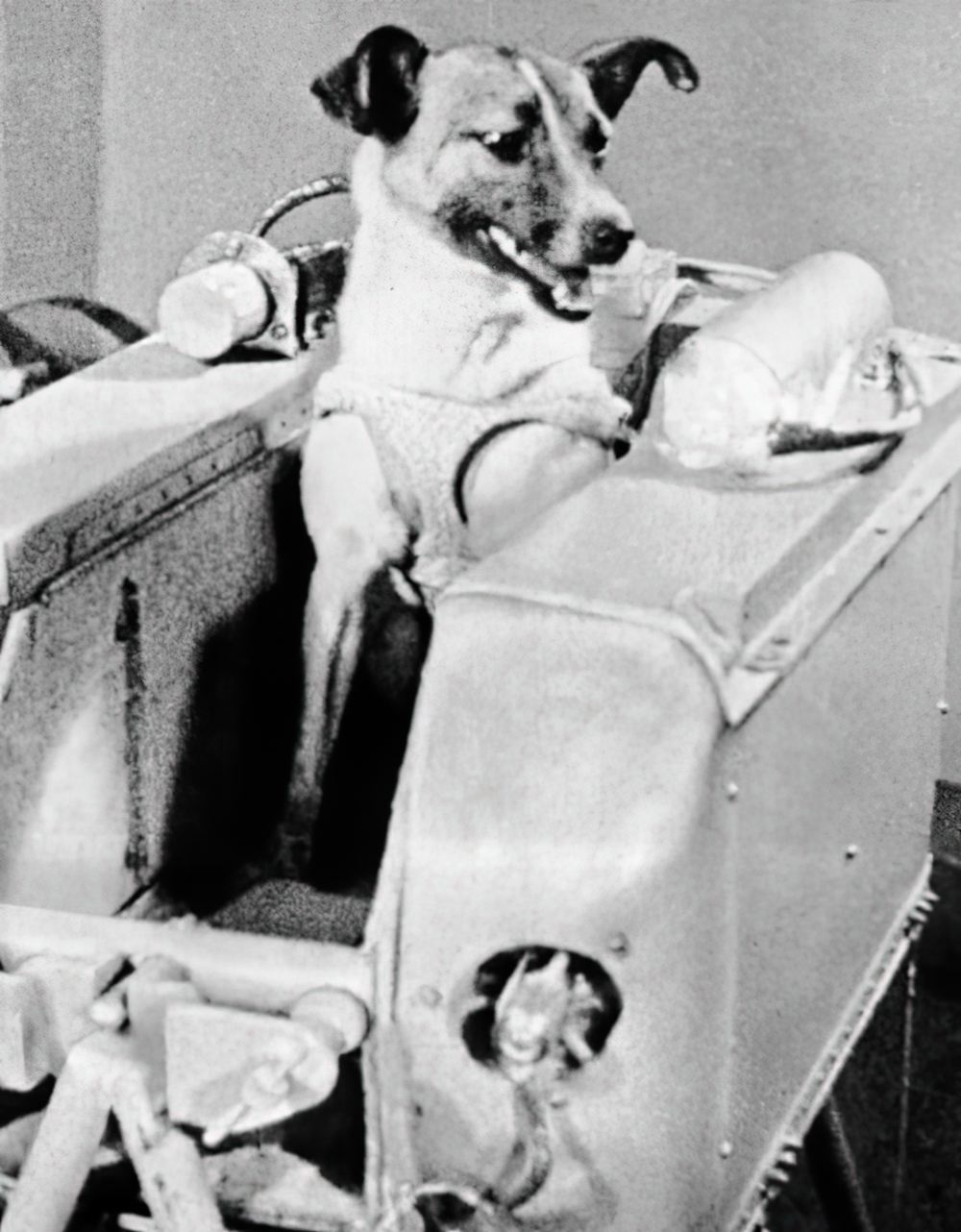 Собака Лайка в полётном контейнере. 1957 год. Собака Лайка в полётном контейнере. 1957 год.