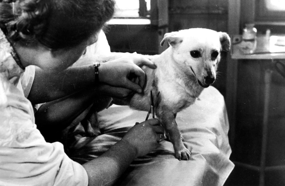 А.Р. Котовская накладывает собаке Альбине датчики перед экспериментом. А.Р. Котовская накладывает собаке Альбине датчики перед экспериментом.