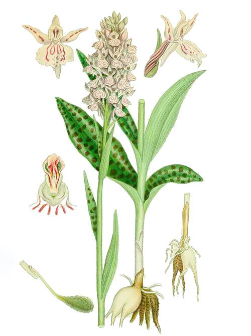 Пальчатокоренник Фукса (лат. Dactylorhīza Fūchsii) Пальчатокоренник Фукса (лат. Dactylorhīza fūchsii)-gigapixel-standard-width-500px.jpeg