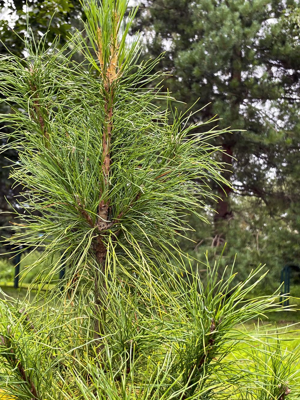 Гагаринский сад 11 Гагаринский сад. Экскурсия