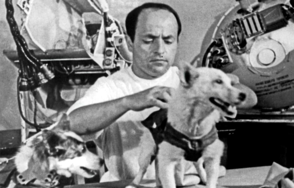 Сотрудник института А.А. Гюрджиан подгоняет космическое снаряжение собакам.