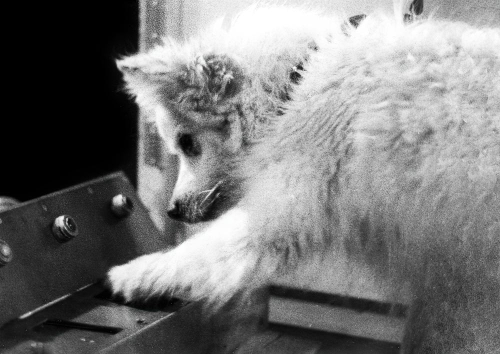 Выработка рефлексов. Собака Пушинка производит точный нажим в ответ на раздражитель. Выработка рефлексов. Собака Пушинка производит точный нажим в ответ на раздражитель.