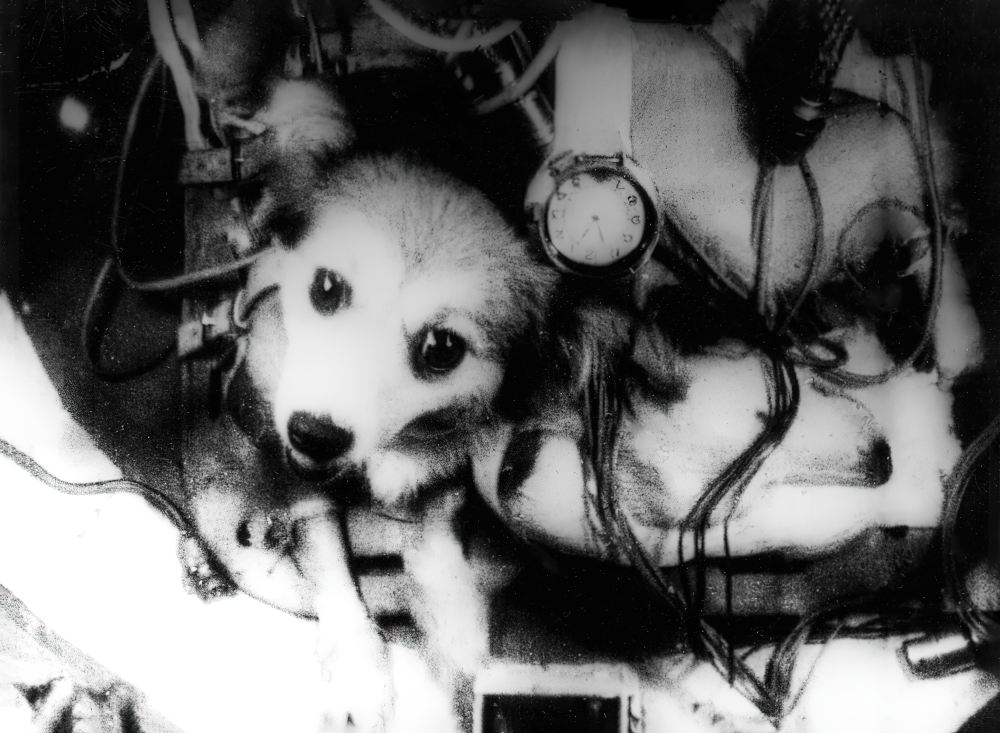 Собаки в условиях невесомости. Собаки в условиях невесомости.