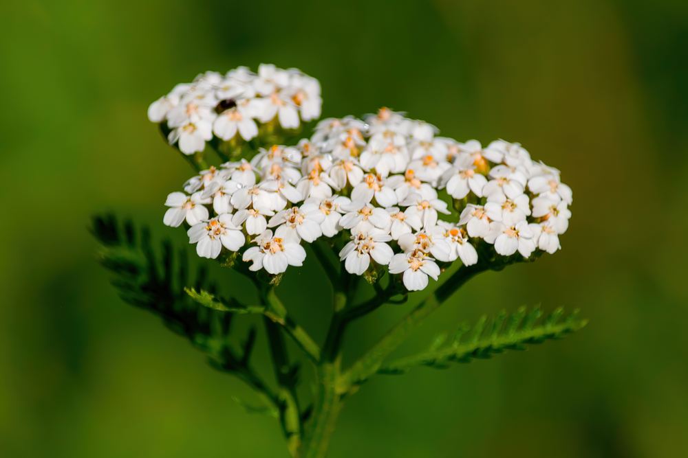 Тысячелистник обыкновенный Тысячелистник обыкновенный