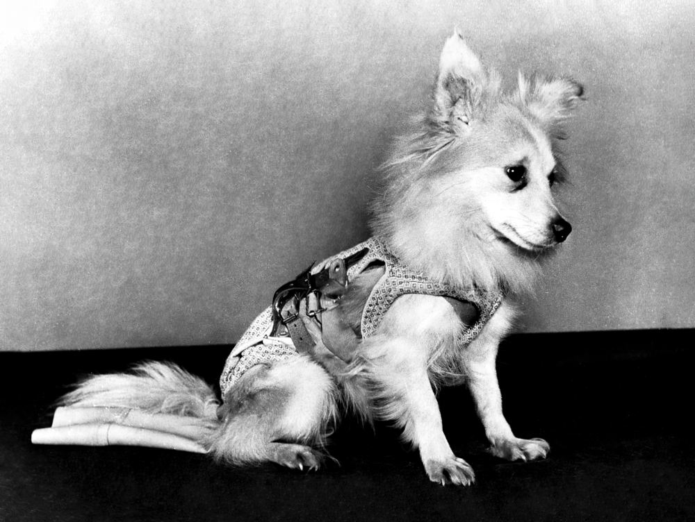 Собака Козявка в костюме «индивидуального пошива»