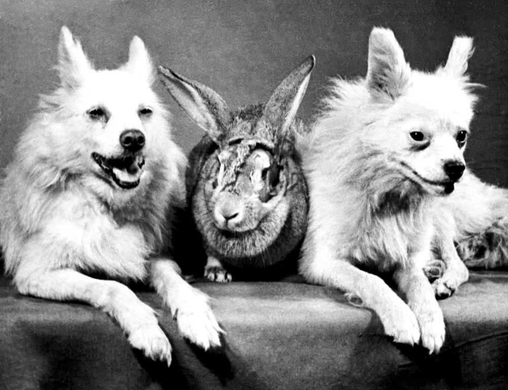 Собаки Отважная, Малёк и крольчиха Звёздочка после полёта на высоту 212 километров. 1960 год. Отважная Малек и крольчиха Звездочка после полета на высоту 212 км.