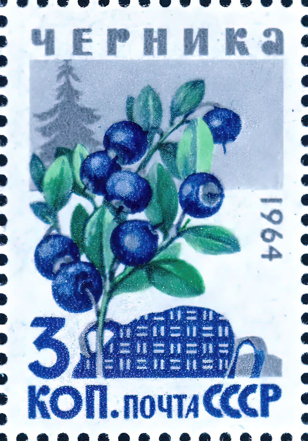 Черника миртолистная Черника миртолистная