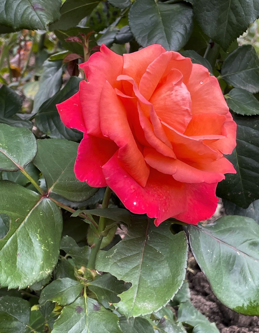 Гагаринский сад 8 Гагаринский сад. Экскурсия