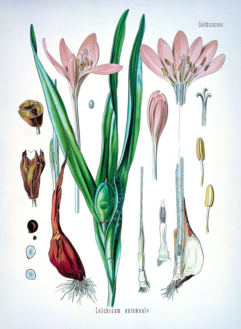 А снится нам трава у дома. Безвременник осенний А снится нам трава у дома. Безвременник осенний