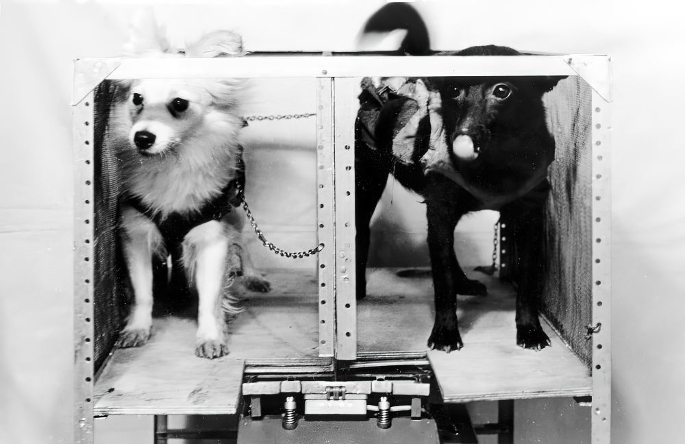 Собаки Козявка и Чернушка. Приучение к автоматическому приёму пищи. Собаки Козявка и Чернушка. Приучение к автоматическому приёму пищи.