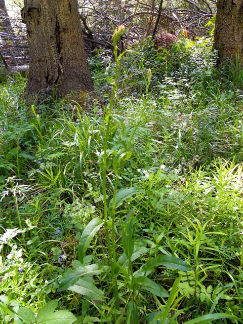 Щавель кислый Щавель кислый