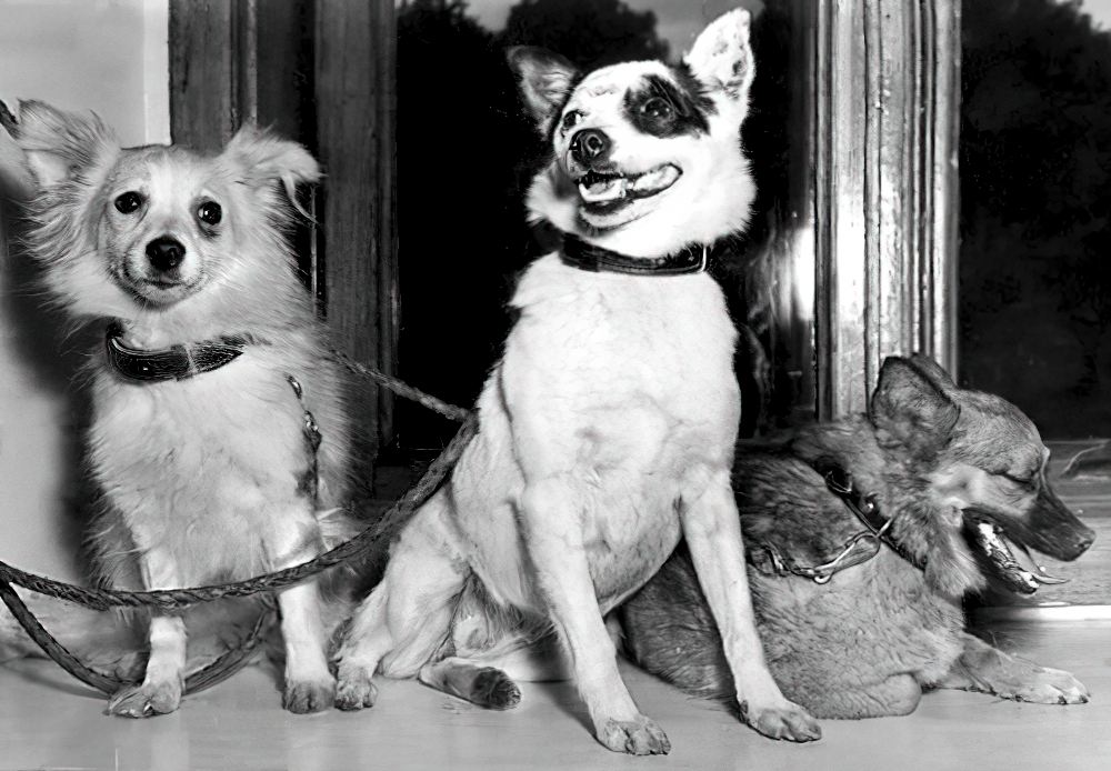«Космические» собаки: Козявка, Линда, Малышка. 1957 год. «Космические» собаки: Козявка, Линда, Малышка. 1957 год.